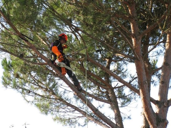 Élagage d’arbre Frouzins